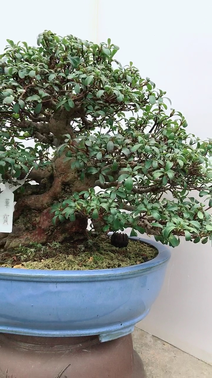 杜鹃超级矮霸岛国进口杜鹃 品种《华宝》 非常珍贵的品种