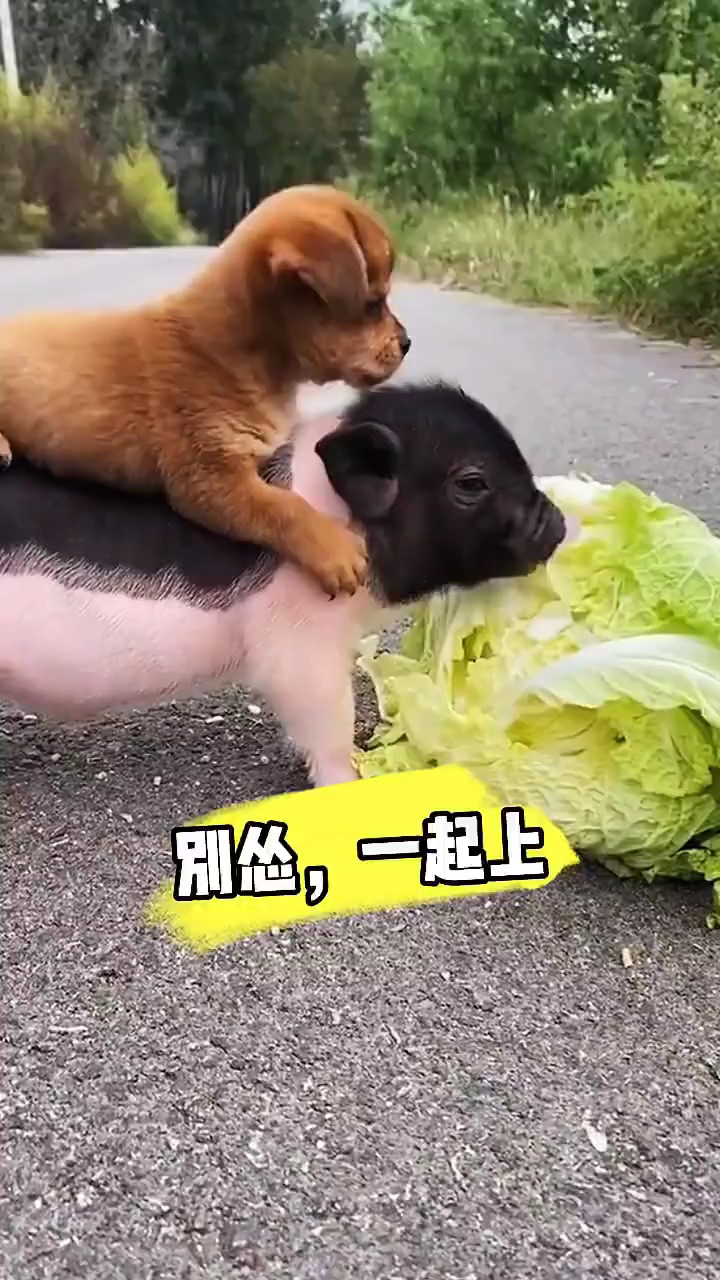 我家萌宠成精了#看猪宝宝吃白菜