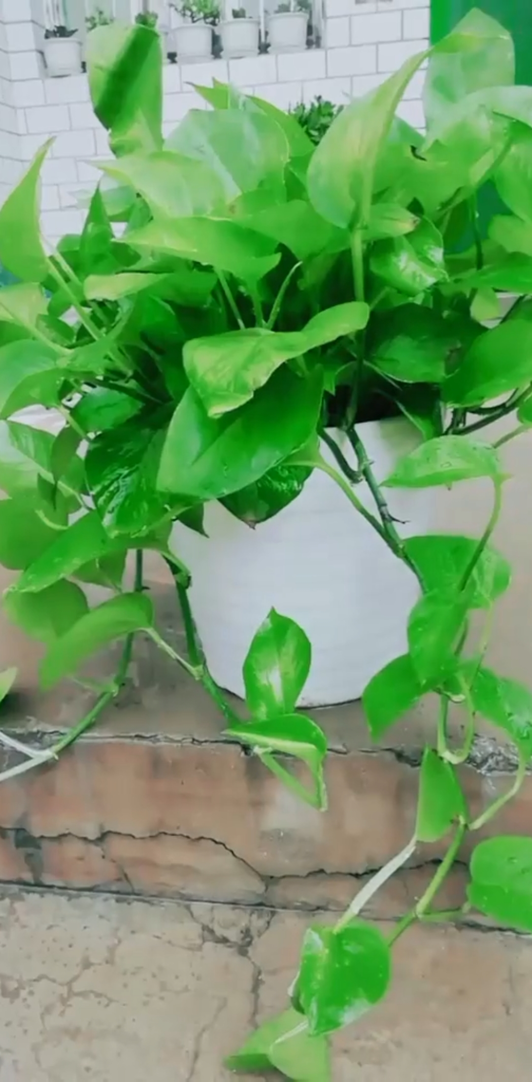 铁钉加白醋绿萝的养植法宝!