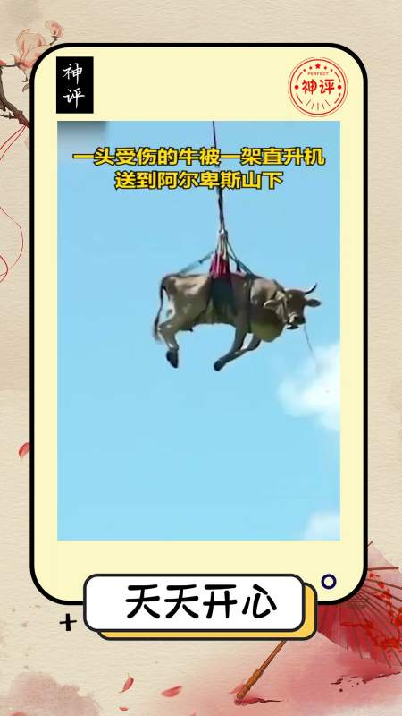 搞笑#难道牛真的被吹到天上去了瑞士一头受伤的牛被直升机送到山下太