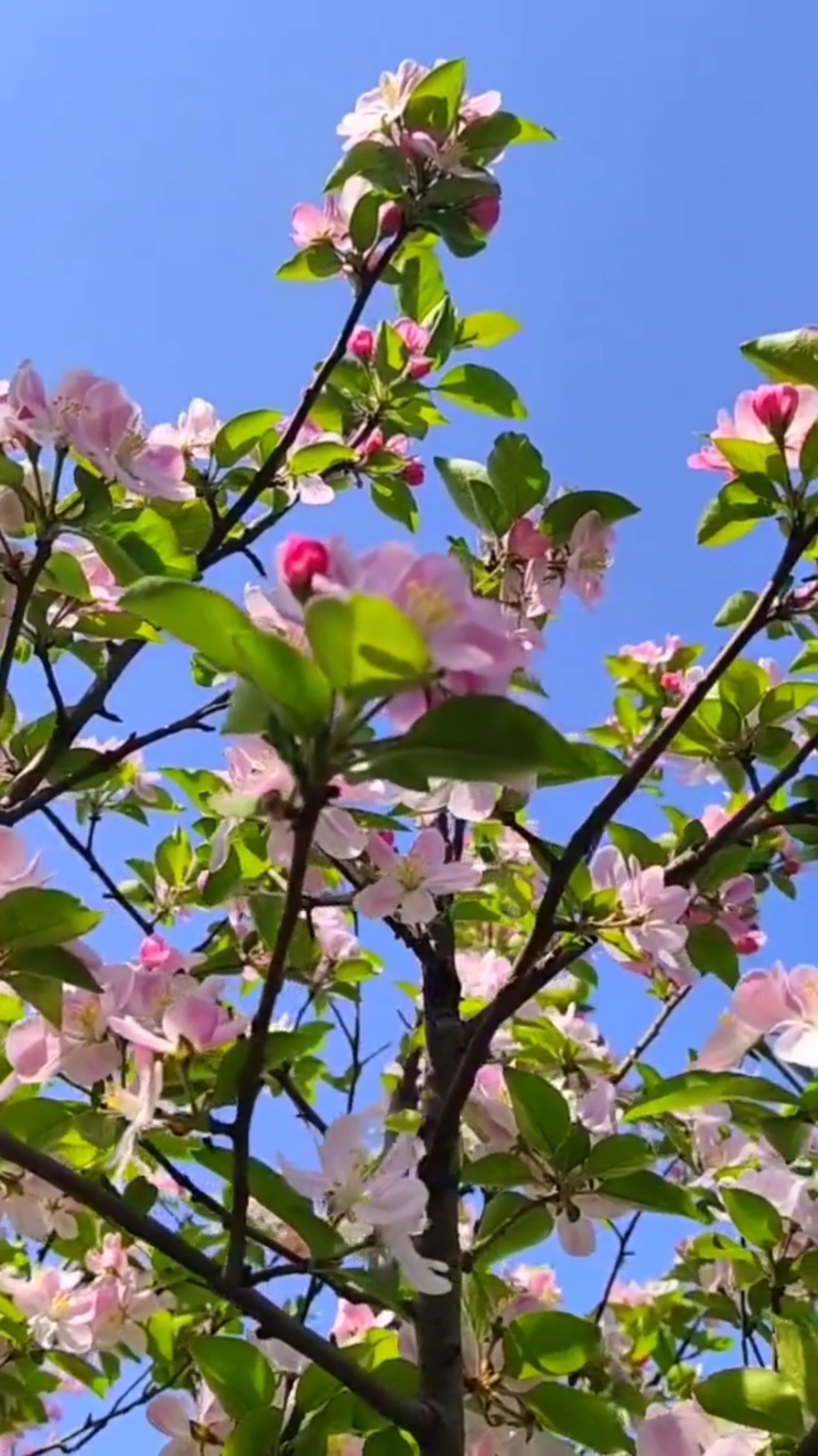 春暖花开#春天气候温暖,百花盛开,景色优美,观赏的大好时机