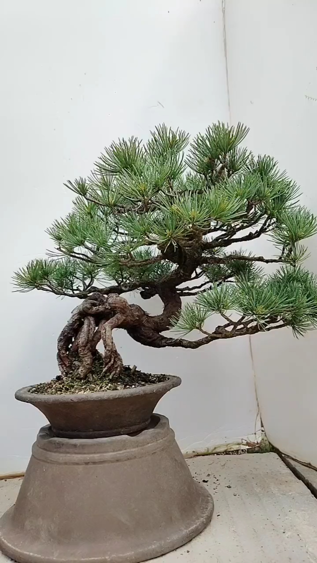 千奇百怪盆景桩#提根进口五针松