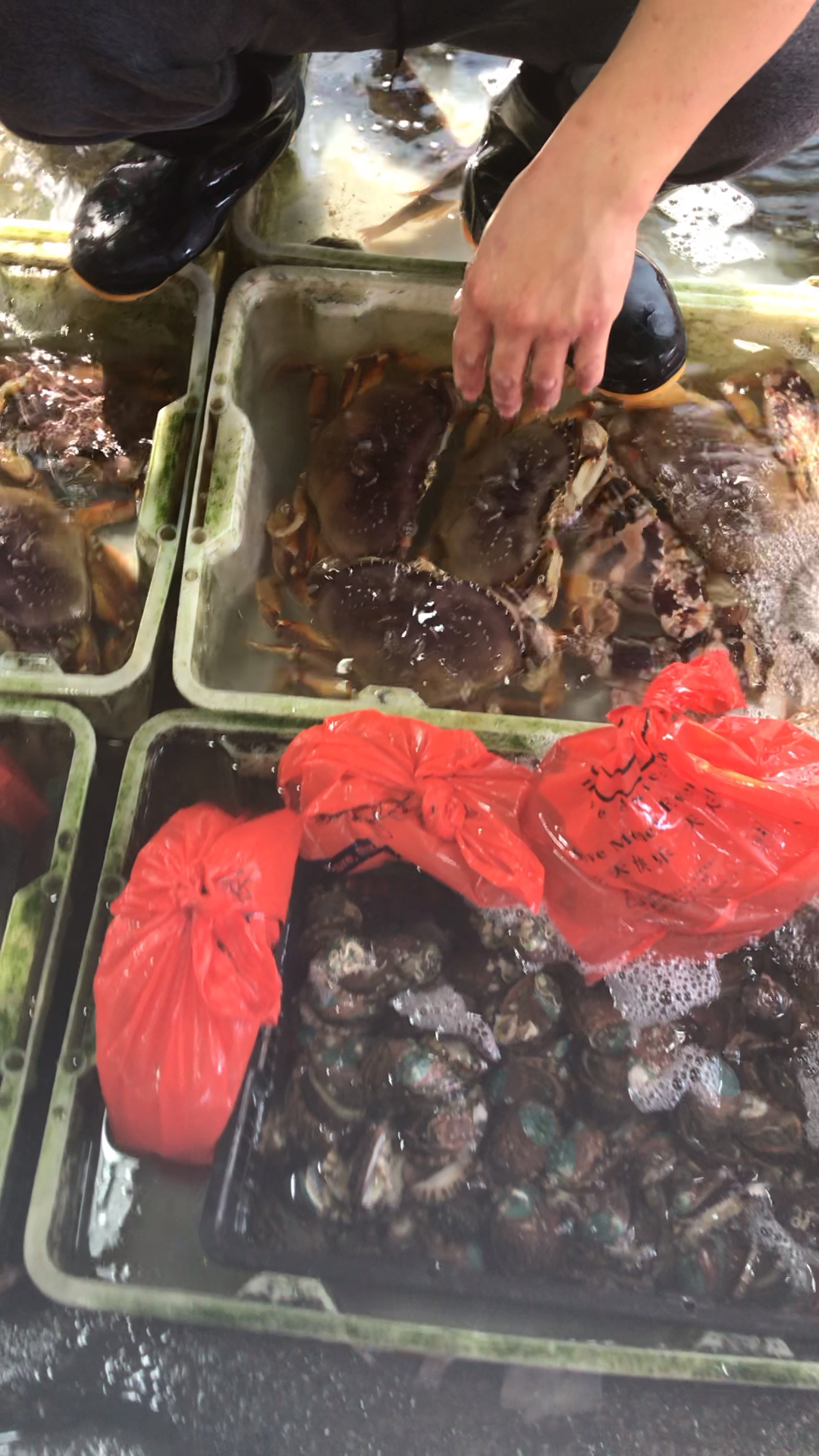 欢乐幸福年#海鲜市场场景一 大螃蟹