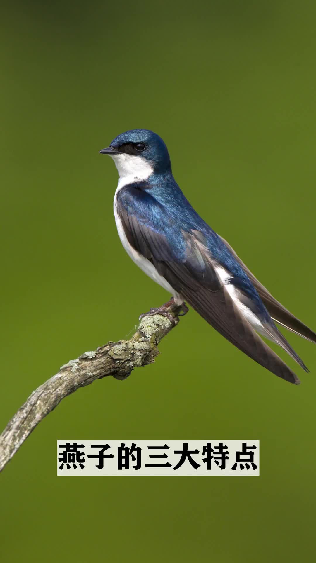 走进秘密的动物世界,燕子的三大特点
