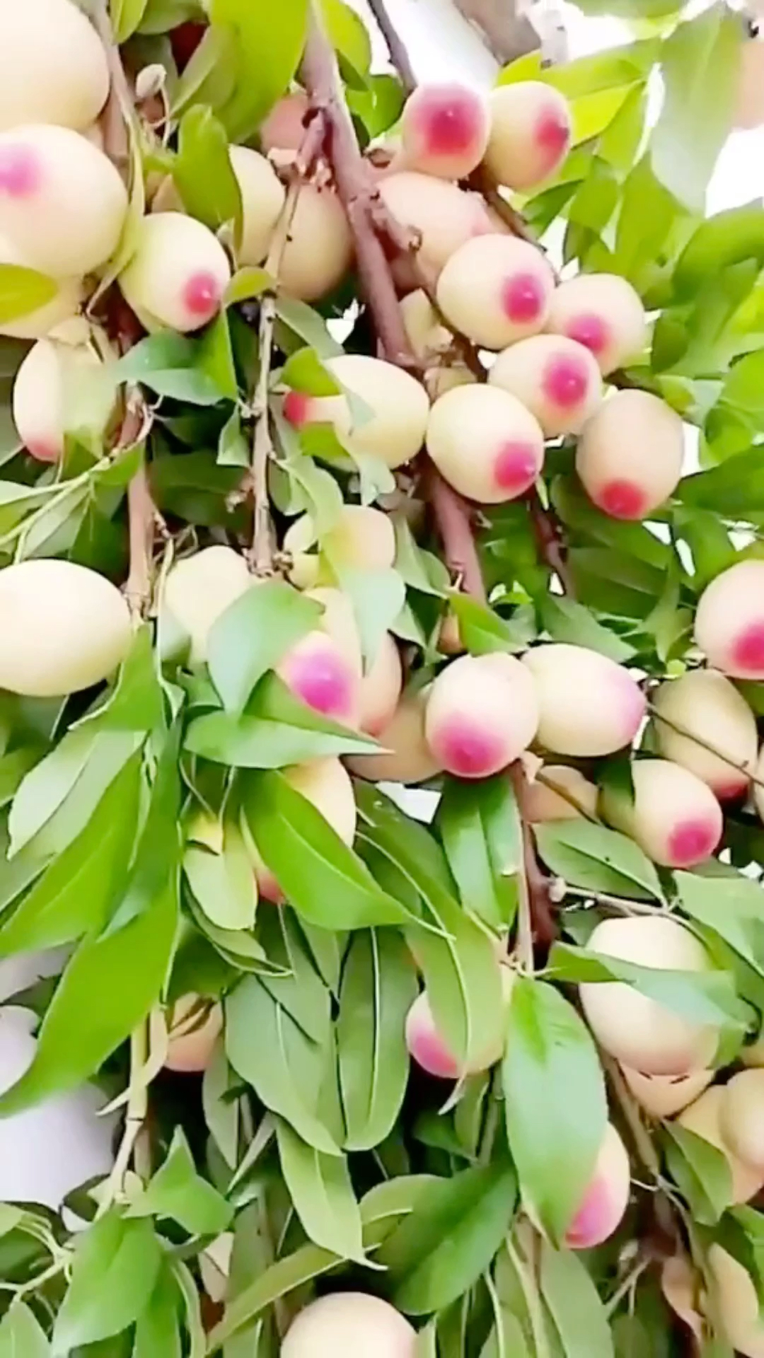 中原一点红,美人醉李子