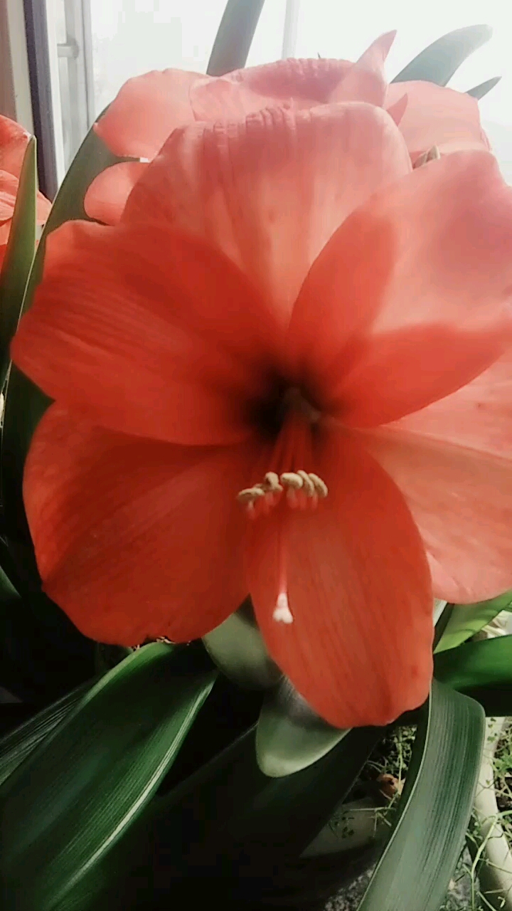 美国大姑娘花,开的就是美呀不愧是大姑娘呀