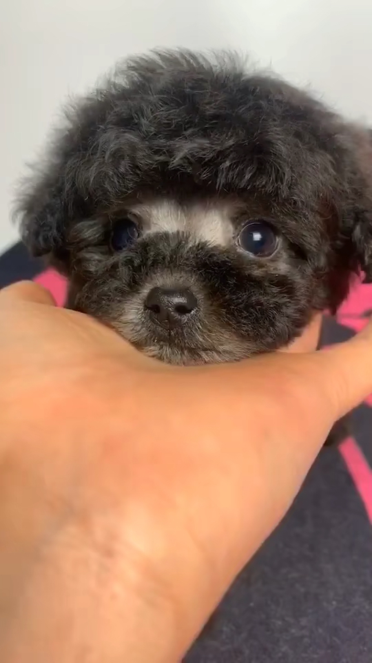 我家萌宠成精了#大眼睛灰色泰迪