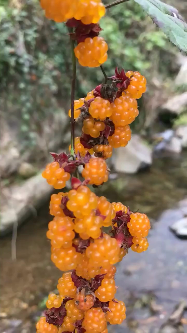 陕南大山中的富硒野梅,边拍边流口水