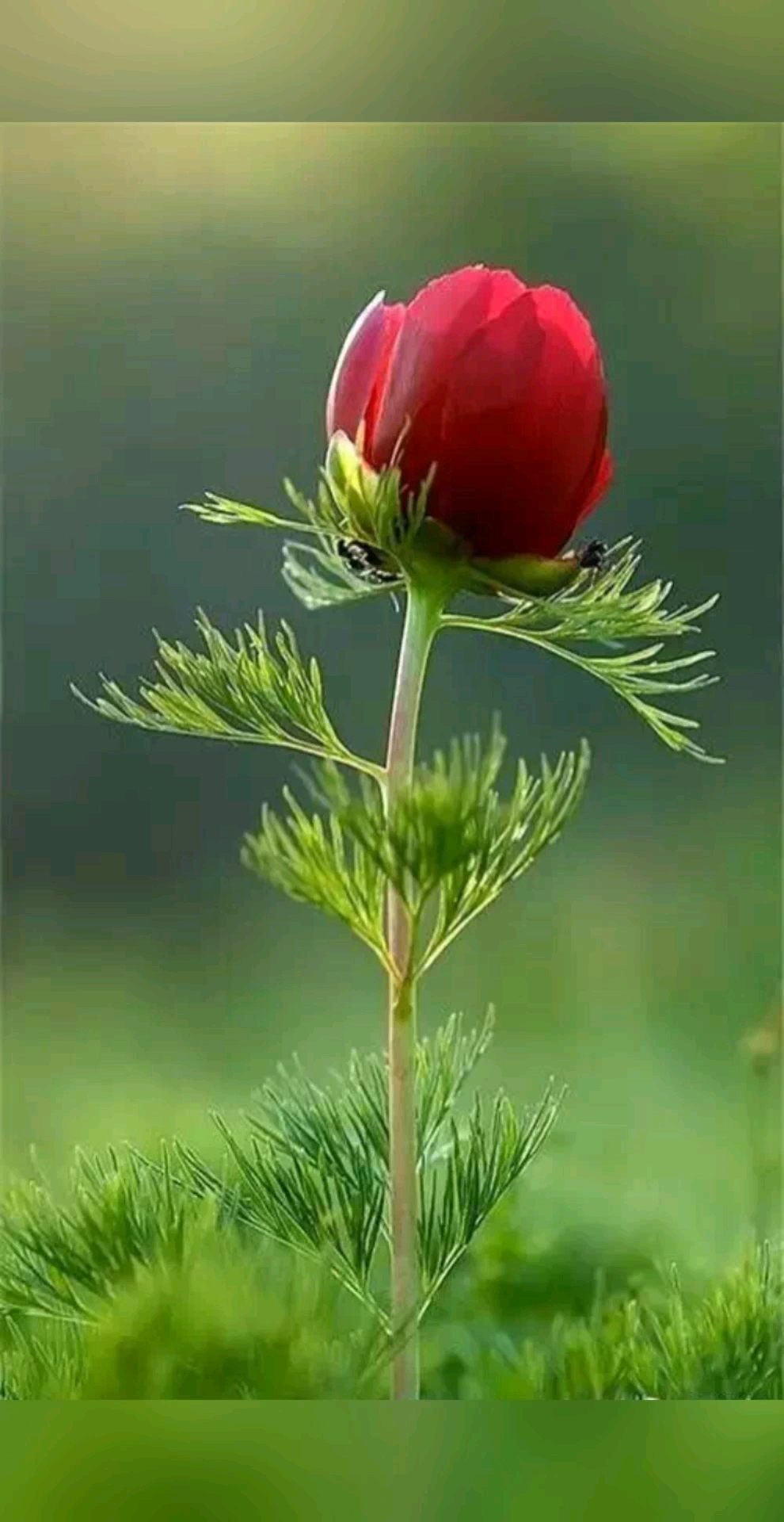 最美丽的风景#美丽的花朵