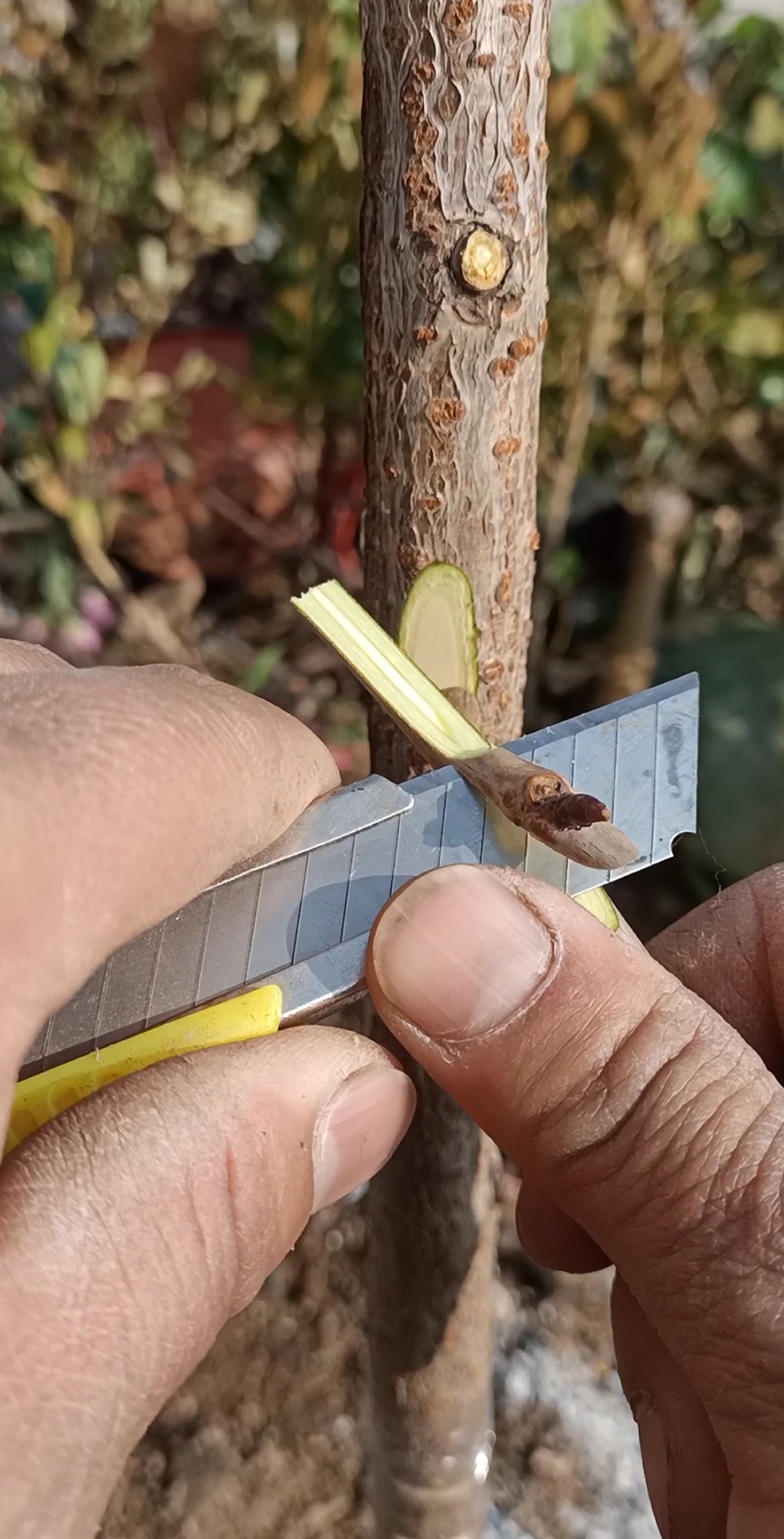 嫁接技术#腹部芽接大樱珠技术,成活率最高,你学会了吗?谢谢支持