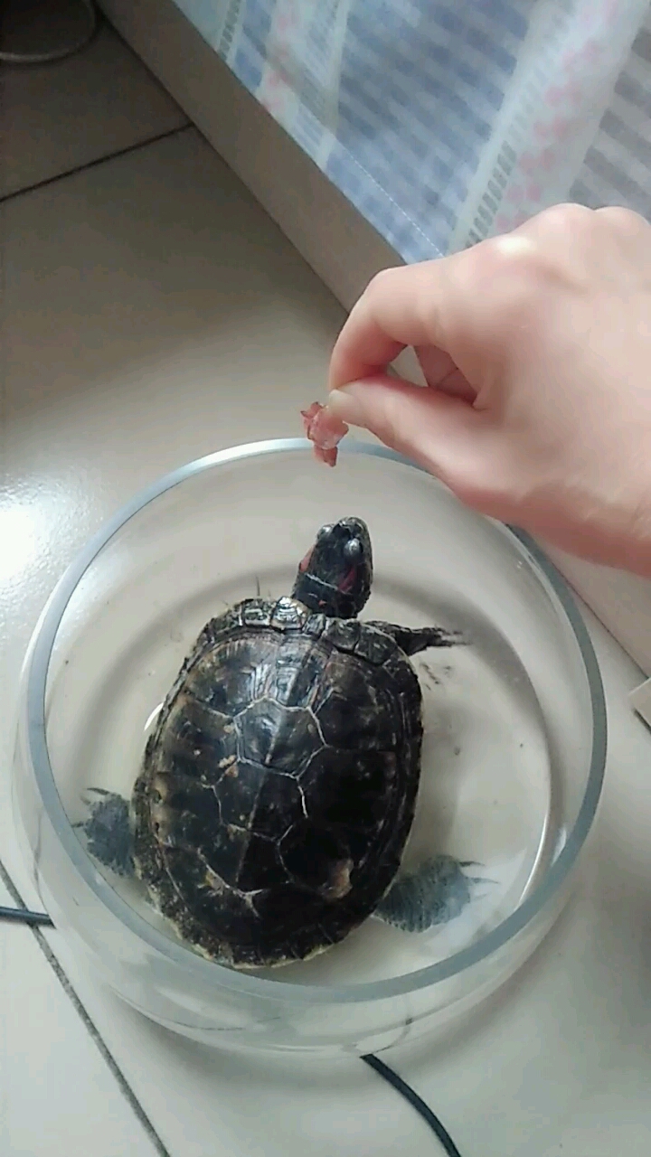 小龟吃肉了