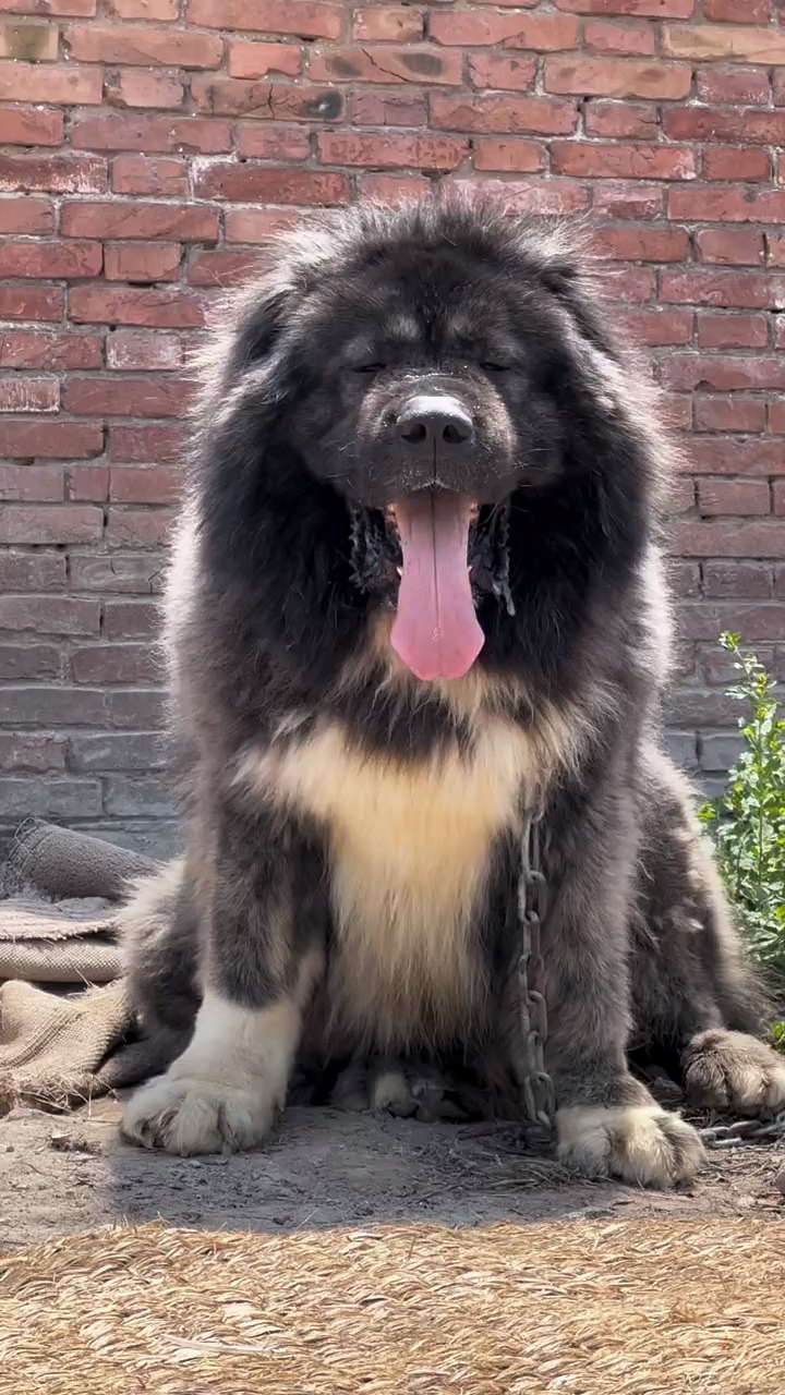 高加索犬#高加索犬