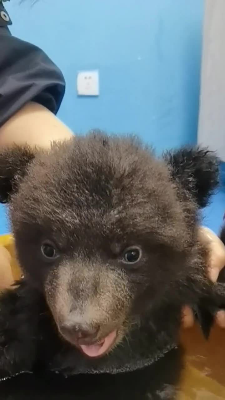 超治愈!动物园里熊小小第一次洗澡!