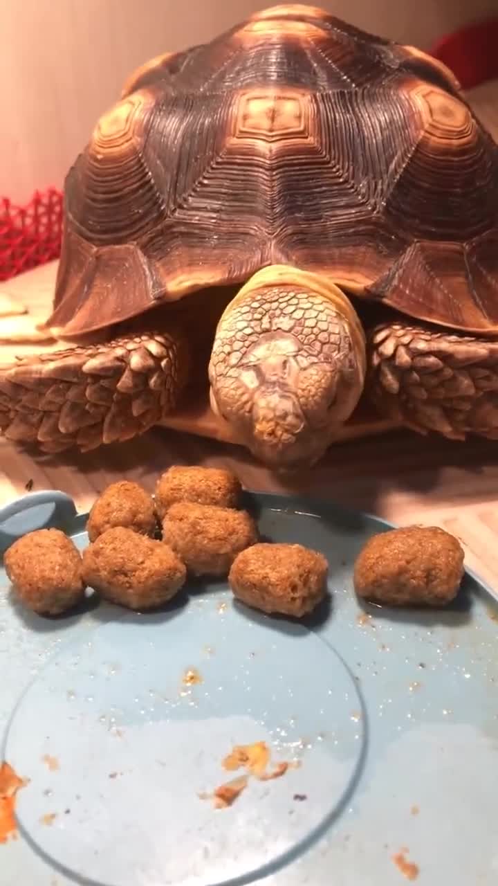 乌龟吃肉你见过吗肉块太大卡出叫声,网友第一次听乌龟叫!