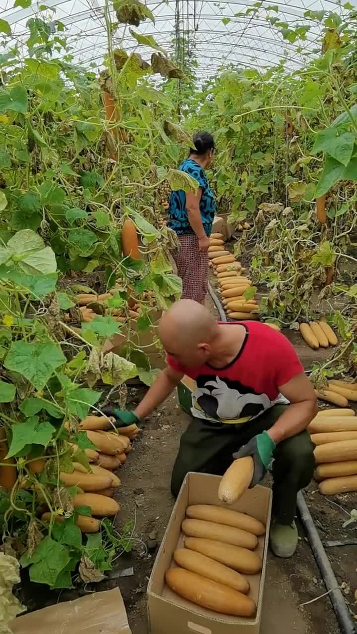 卖豆腐的光头强