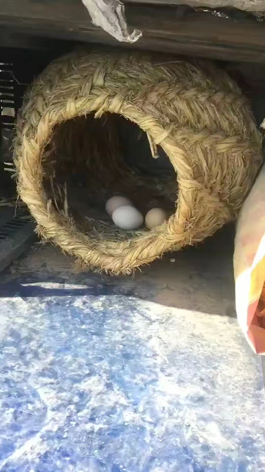 有谁见过这种鸡下蛋的窝