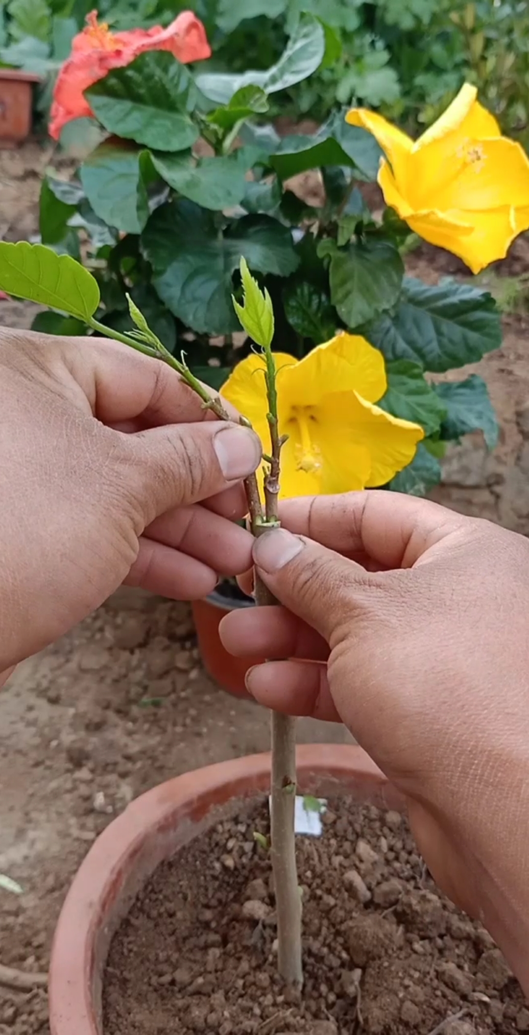 最潮劳动者#嫁接复色木槿过程