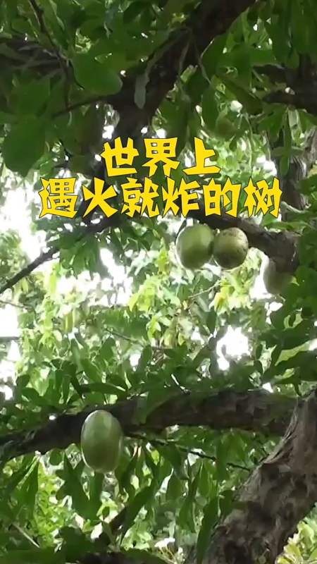 世界上遇火就炸的树,你知道是什么吗?看完你就知道了