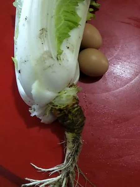 老铁们咱们吃白菜的根不要扔掉它治糖尿病特别好使把它洗净切片放锅熬