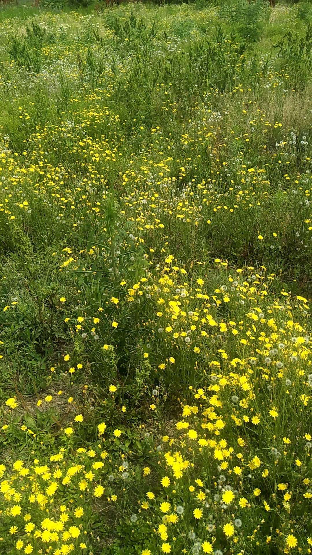 野花遍地都是,但谁会认真欣赏?