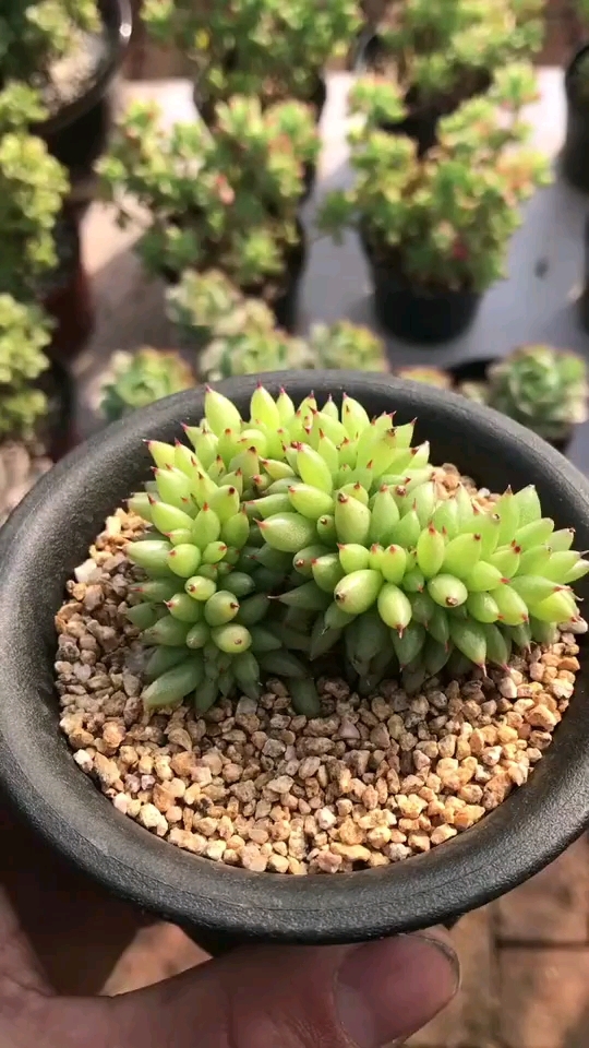 多肉植物虎鲸,很好辨认的!喜欢的人留个爱心?谢谢