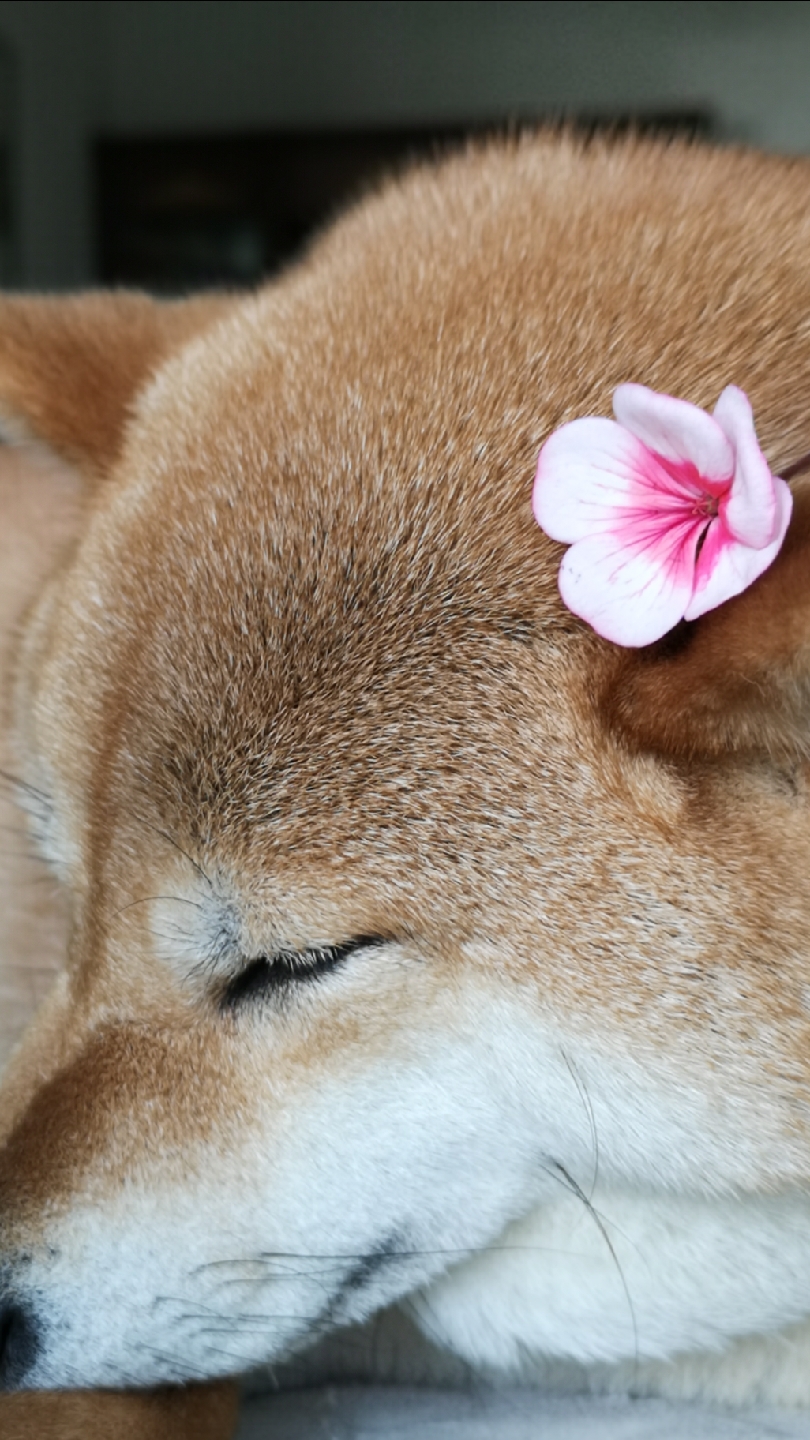 胖狐狸戴花,妩媚.