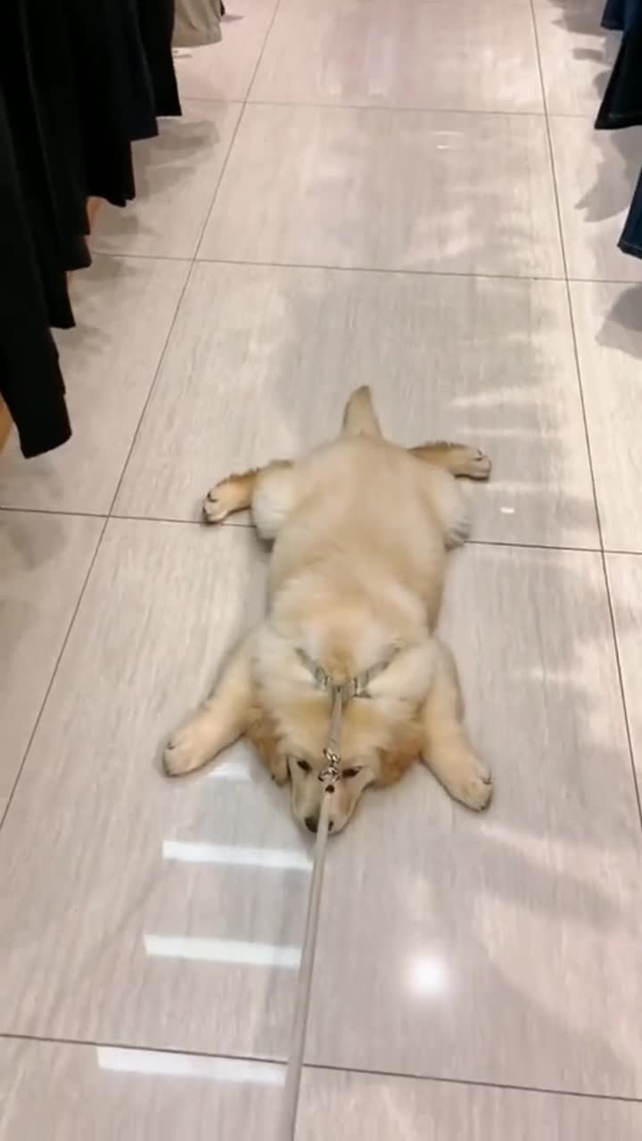 我是一条酸菜鱼,又名萌宠拖把狗,也是一条会耍赖的拖把狗