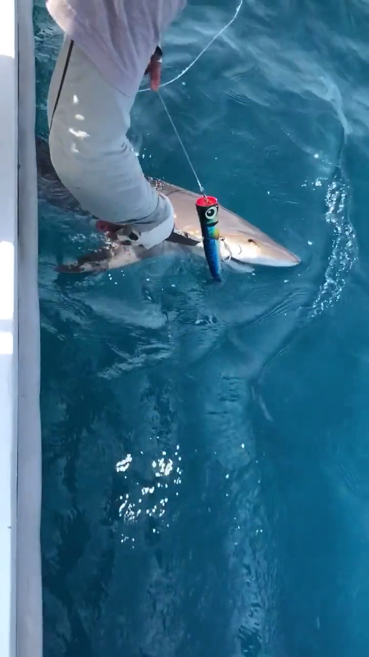 海钓鲨鱼,喜欢钓鱼学习钓鱼知识的老铁点波关注