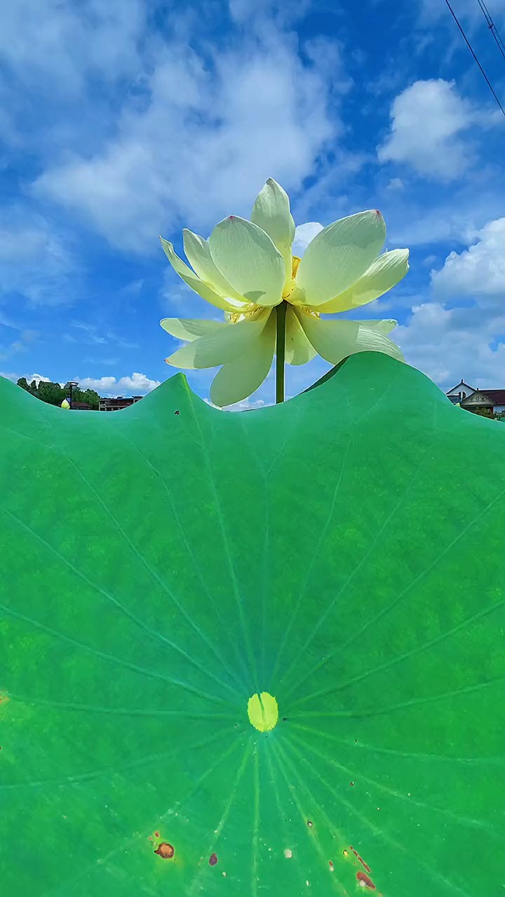 天空很蓝,风很温柔,云,很干净,抛开烦恼,保持快乐,如此安好,荷花,治愈