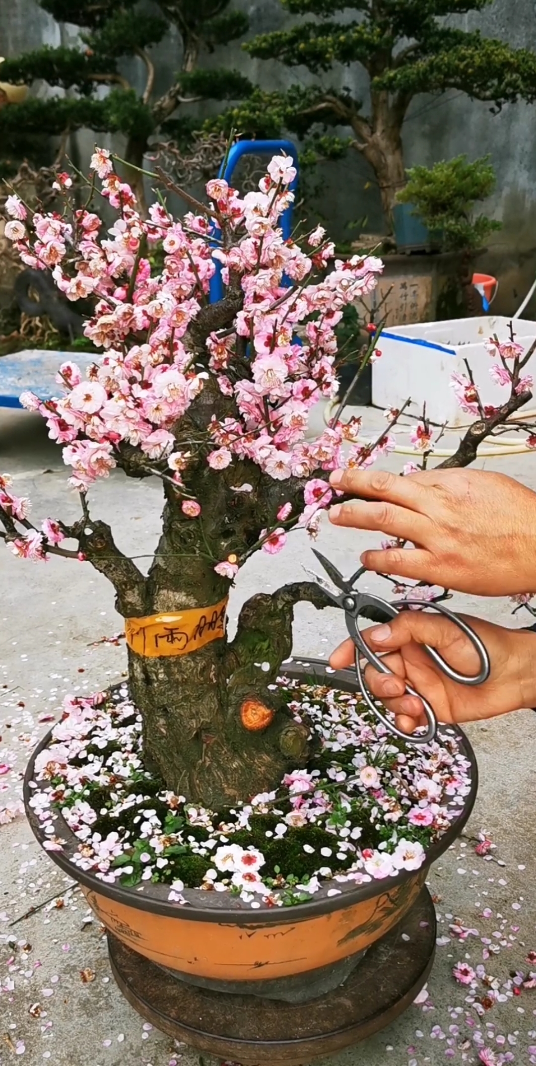 梅花凋谢后的修剪是必不可少的-度小视