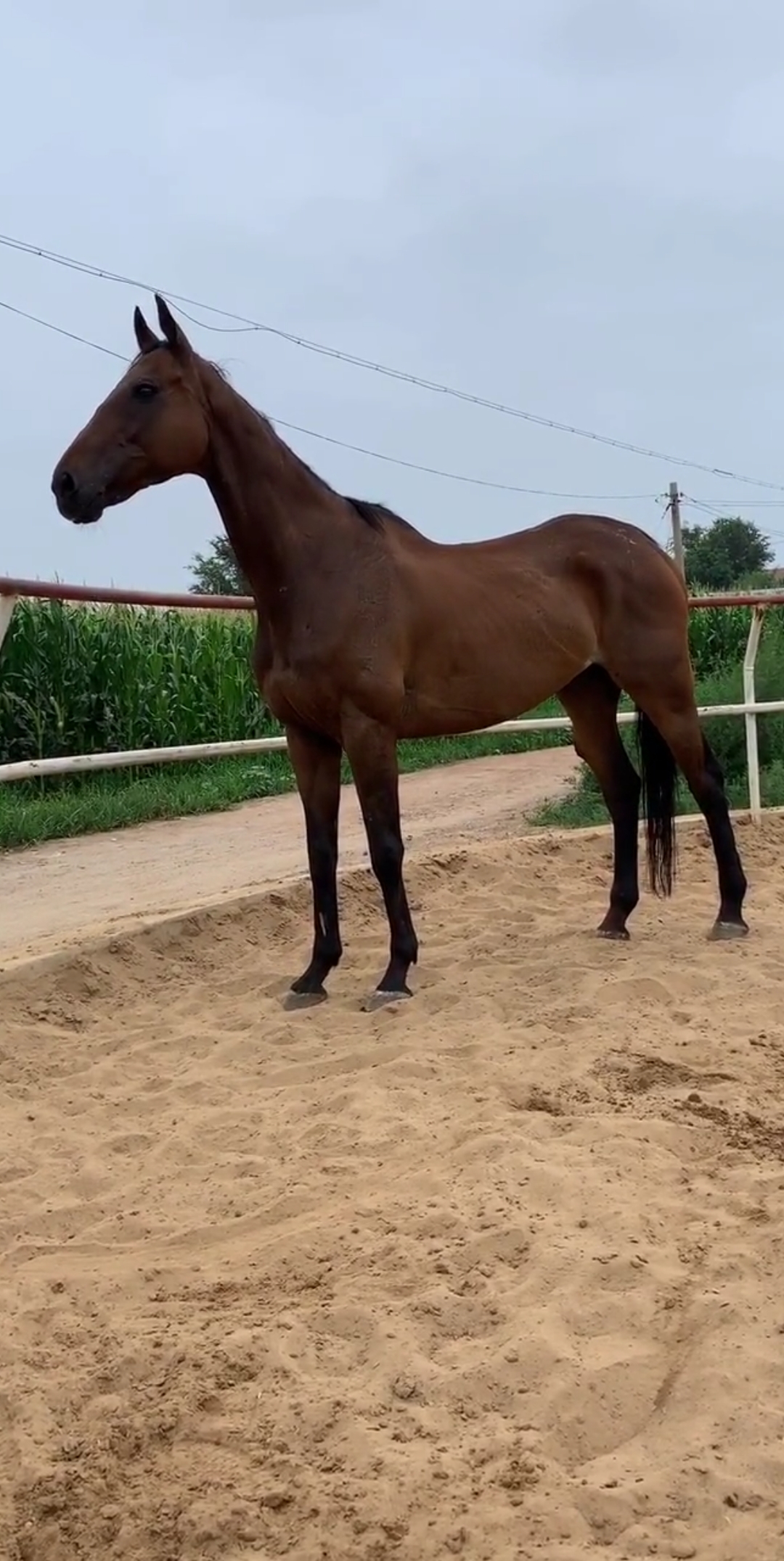 纯血高头大马霸气