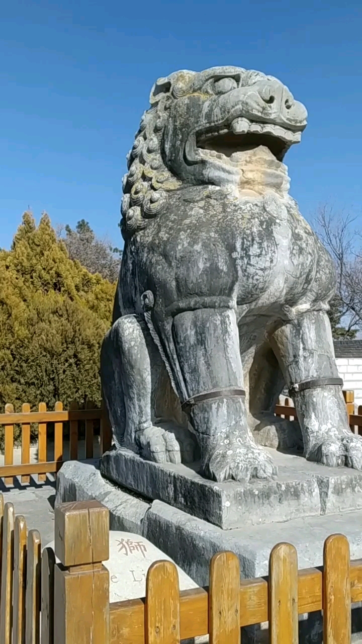 我家萌宠成精了#乾陵历经沧桑的石狮子