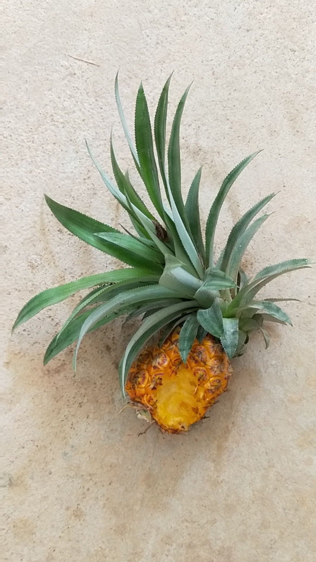 #美食#这么好的地菠萝被老鼠糟蹋了-度小视