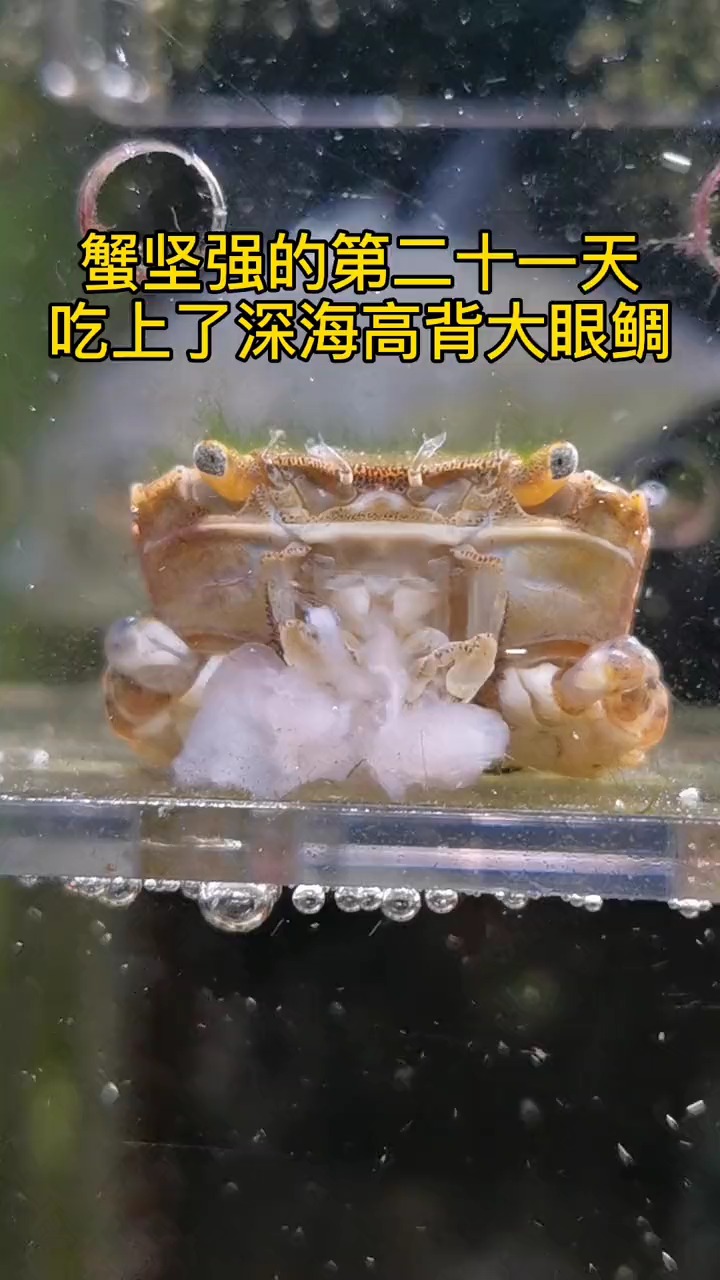 海洋生物#蟹堅強的第二十一天,馬上蟹堅強迎來它人生的轉折點