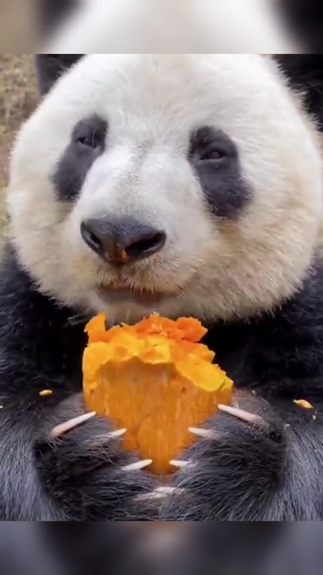 我要上热门#这个大熊猫爱上了吃南瓜,看它吃啥啥香.
