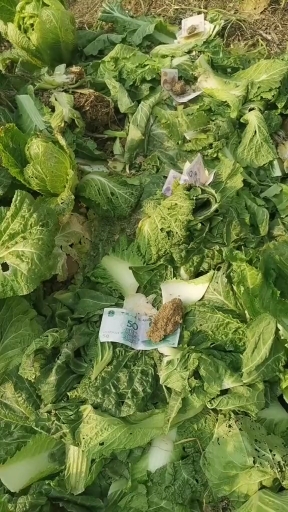 地里的菜怎么都变成钱了