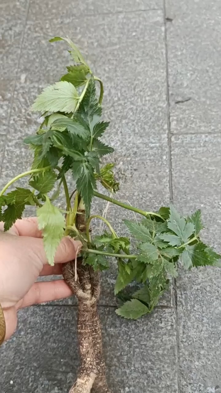 今天给大家分享的这个叫岩川芎