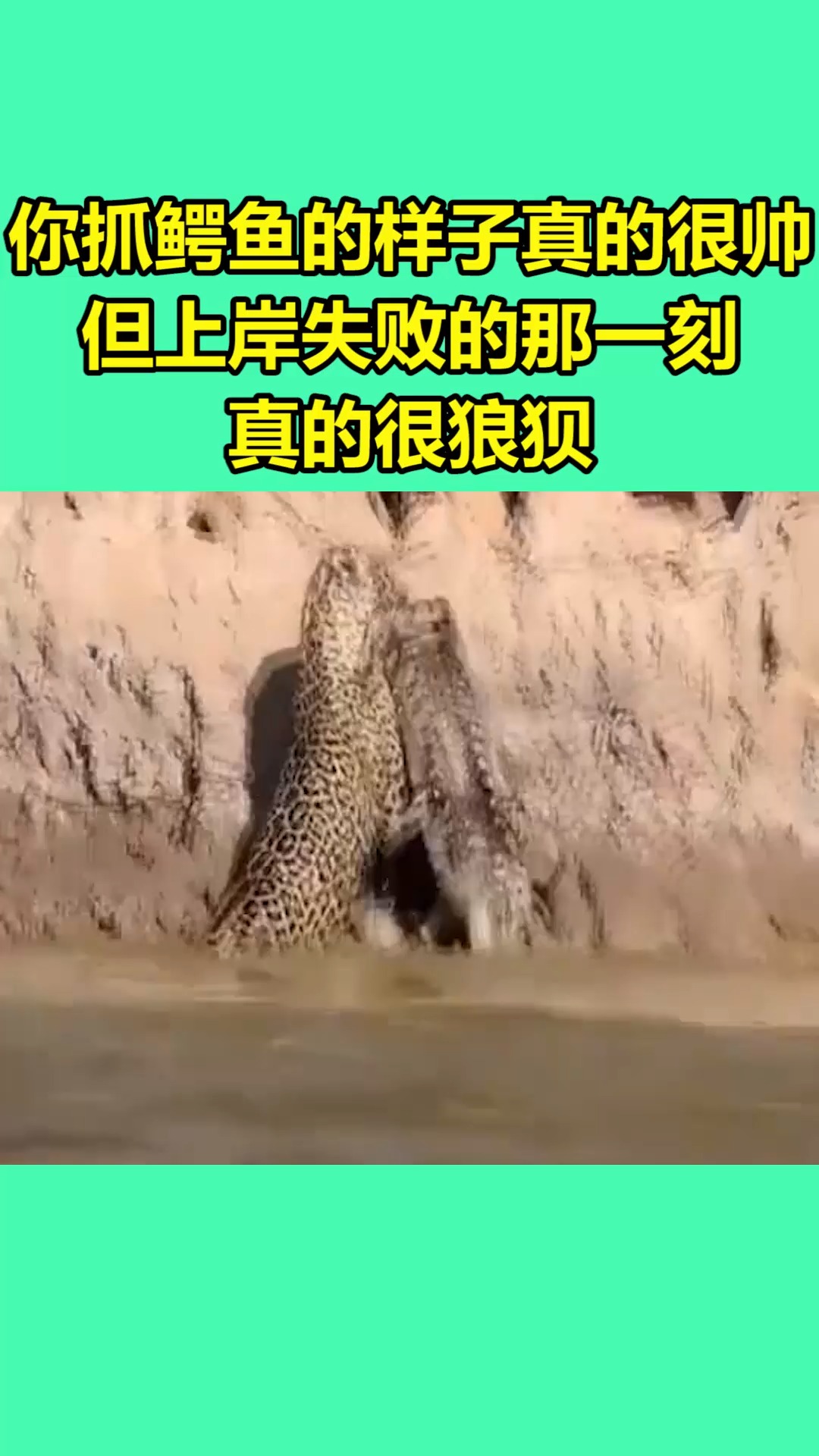 我要上热门#你抓鳄鱼的样子真的很帅,但上岸失败的那