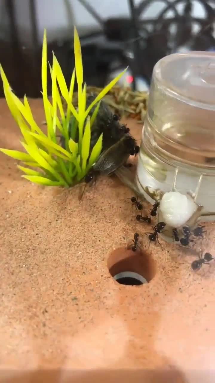 第一次见养蚂蚁窝滴滴滴滴滴滴滴