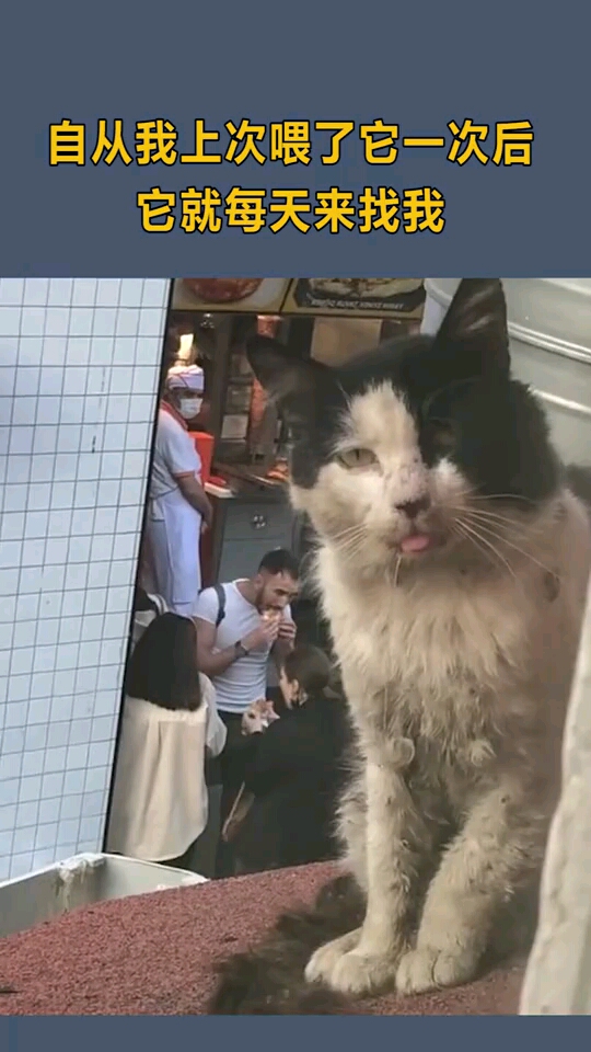 可怜的流浪猫自从我上次喂了它一次后它就每天来找我