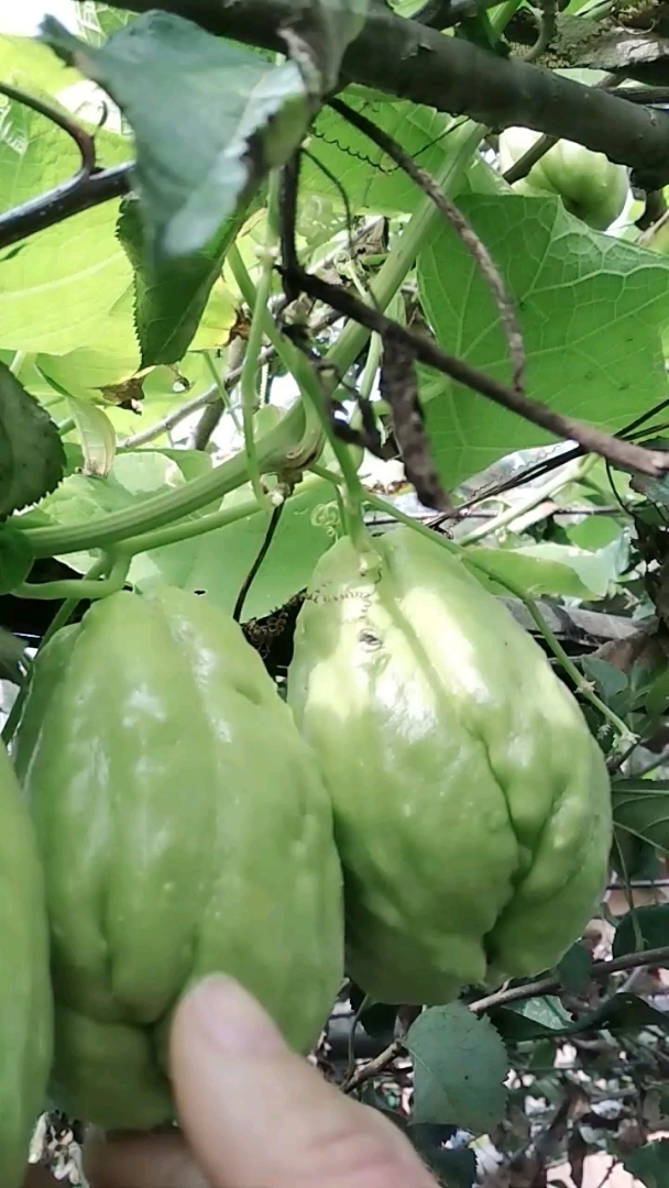 看看结了好多傻瓜,你们哪叫什么瓜