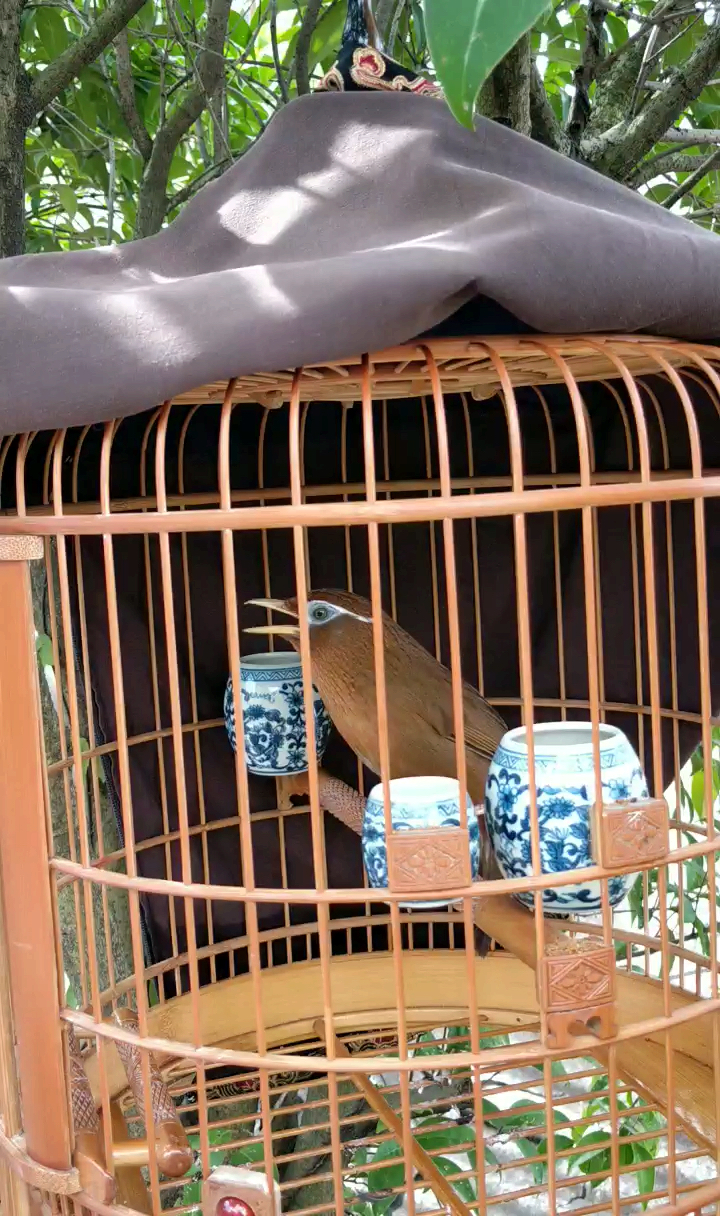 极品画眉鸟欣赏 喜欢就点个赞