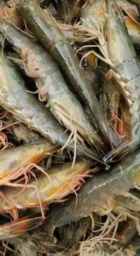 渤海海鲜#山东渤海湾海捕大对虾-度小视
