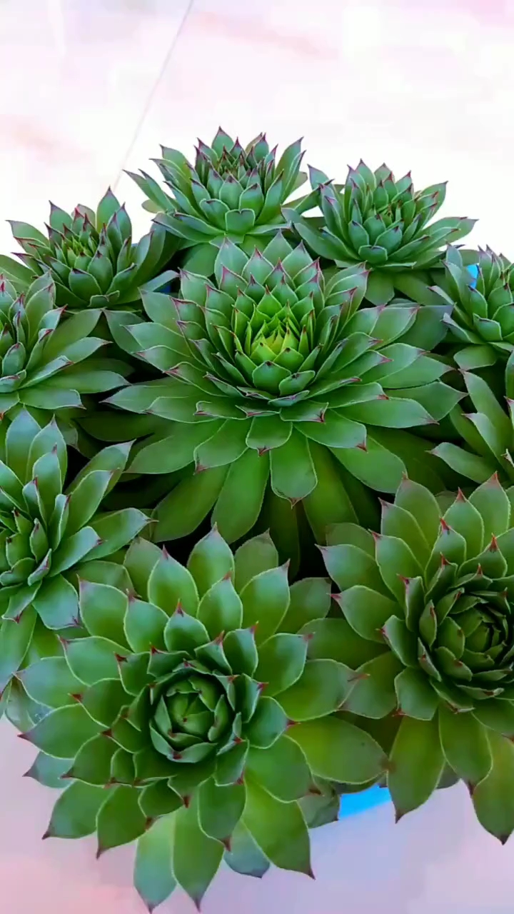 爆盆的观音坐莲