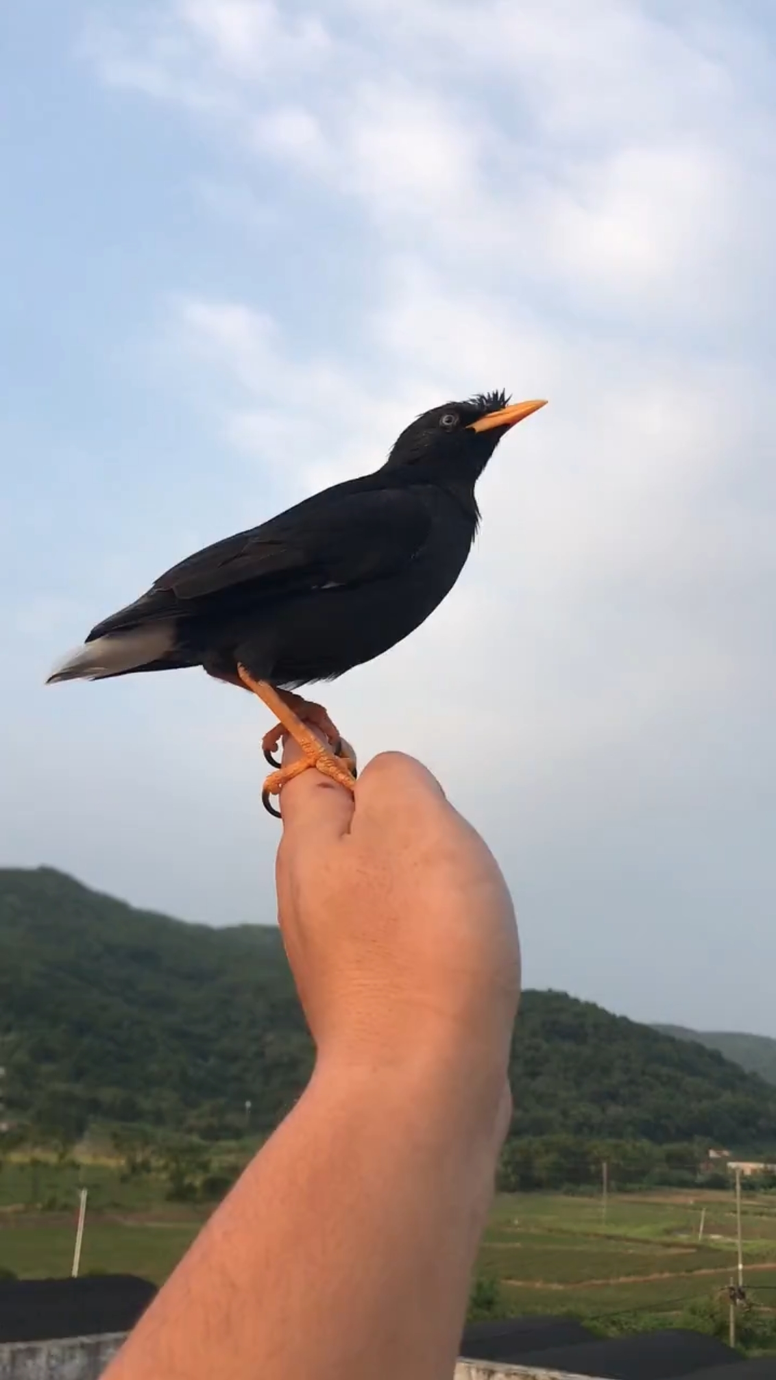 放生一只小小鸟