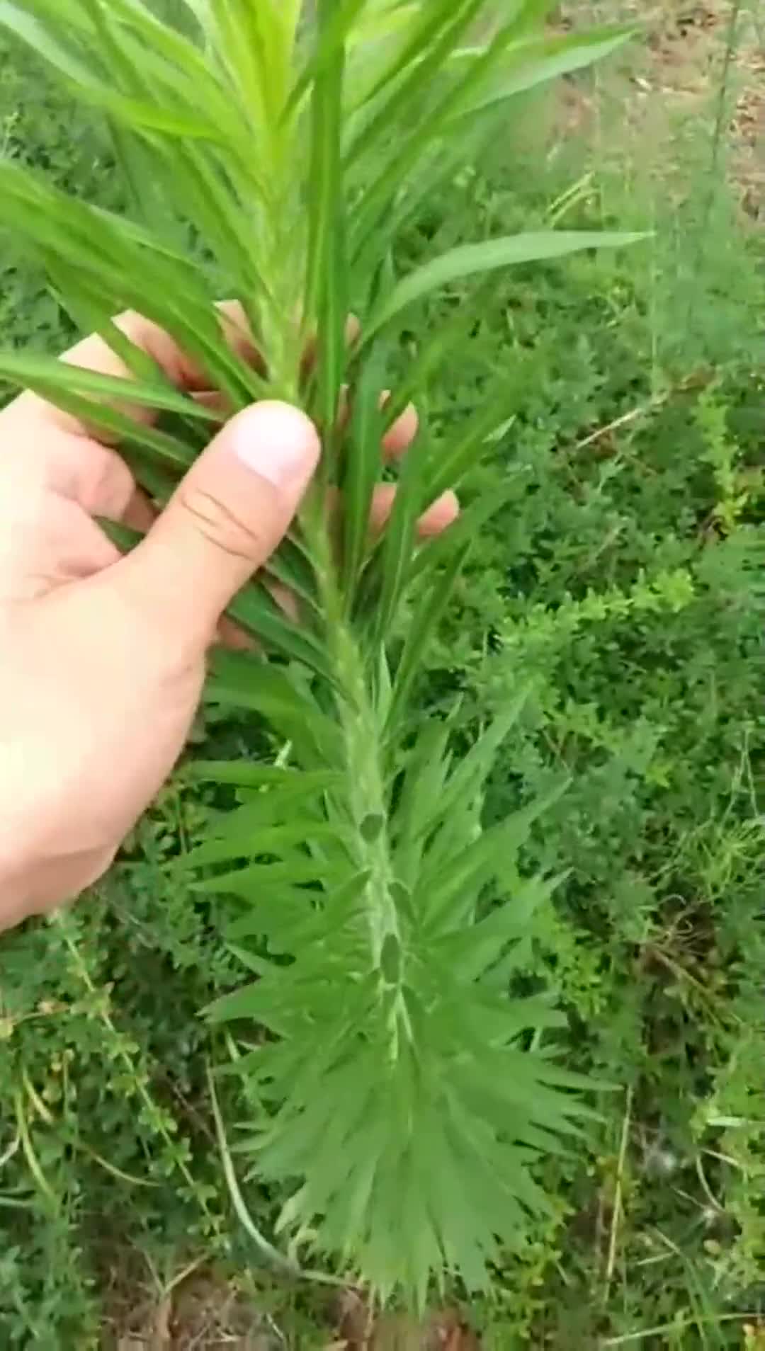 小飞蓬功效和作用图片