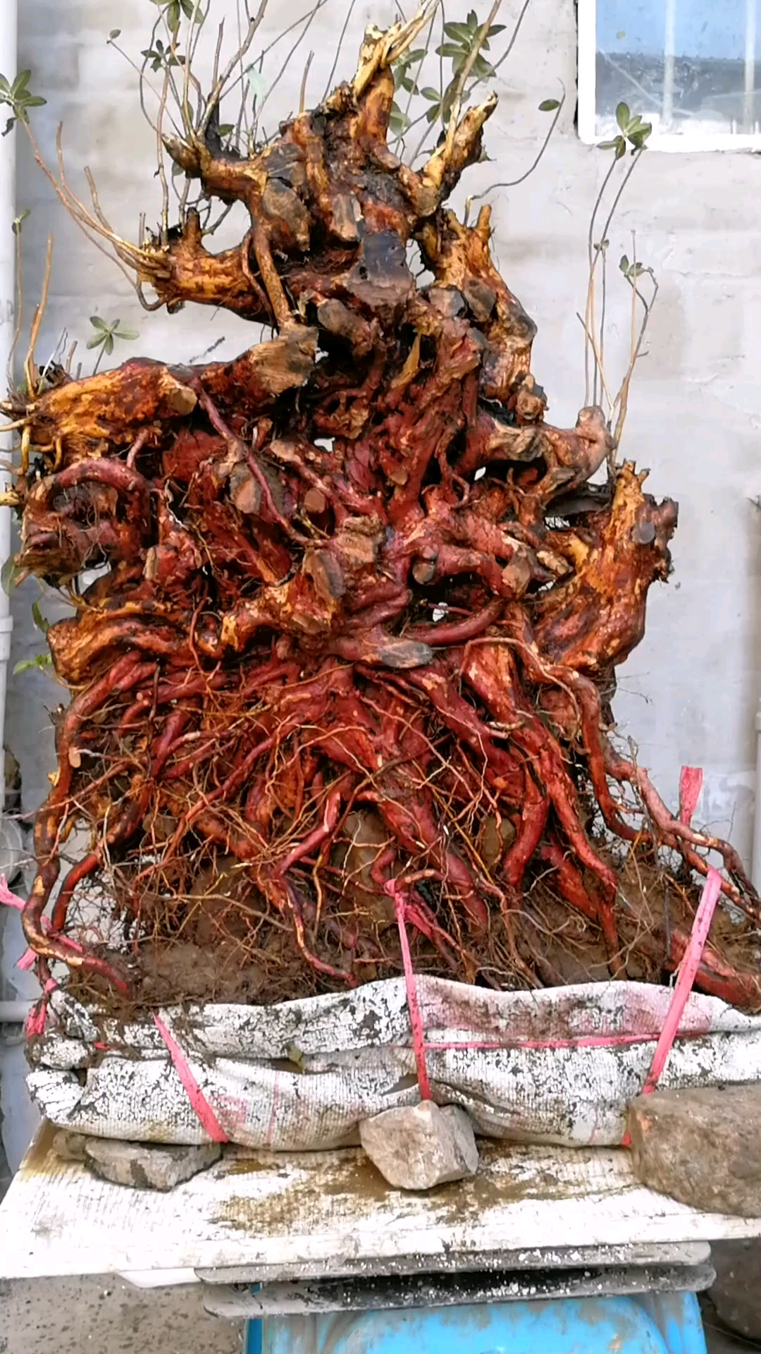 映山红精品下山根板桩