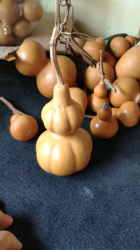 神葫芦#谁能说出这葫芦的品种-度小视