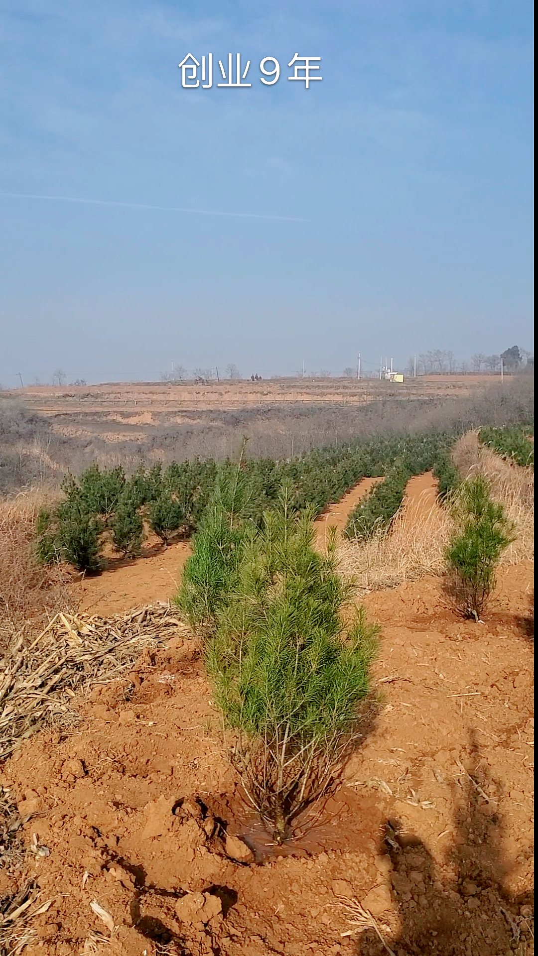 陕西蓝田白皮松基地(陕西蓝田白皮松基地面积大幅减少)