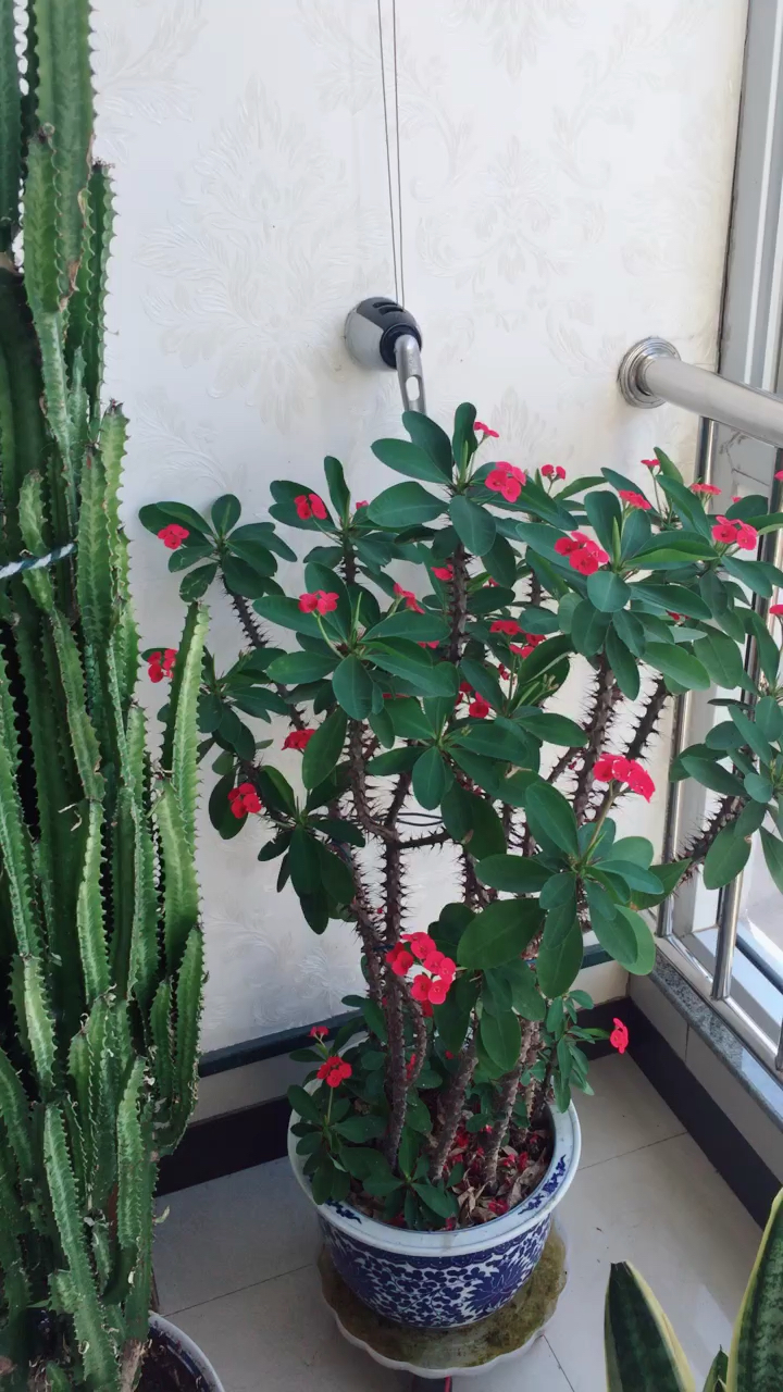 老夫养的骨刺梅与龙骨